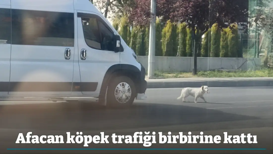 Afacan köpek trafiği birbirine kattı