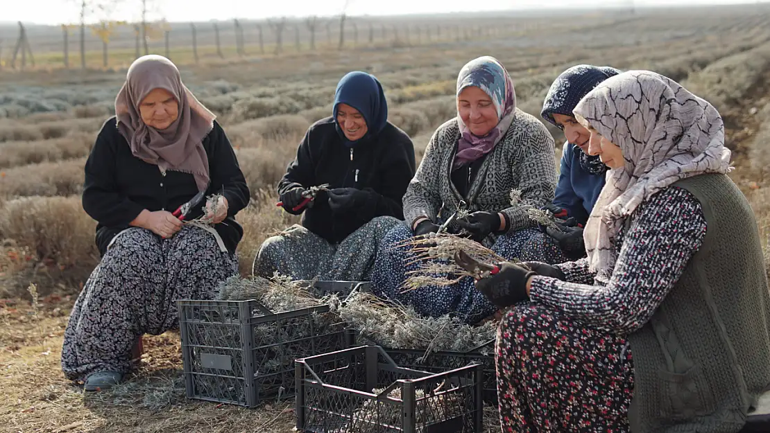 Silivri Belediyesi TÜRAM'da Lavanta Çelik Alımları Başladı!