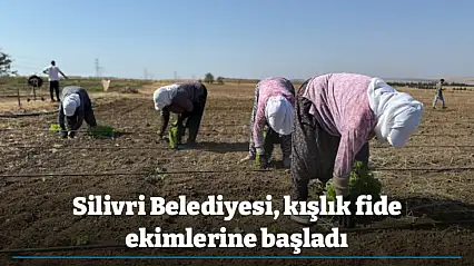 Silivri Belediyesi, kışlık fide ekimlerine başladı