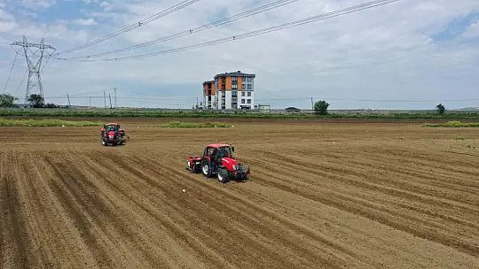 Silivri Belediyesi bu sene de 1.000 dönüm arazisine milli ayçiçeği ekiyor