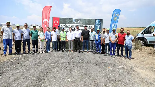 Silivri'de 5.100 adet yağlık zeytin fidanı toprakla buluştu