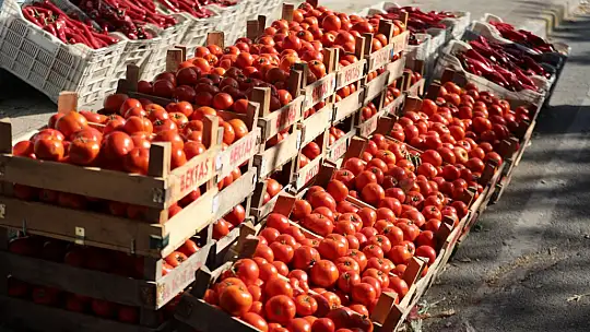 Silivri Değirmenköy'de domatesler yarıştı