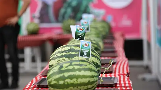 Silivri Kadıköy'de karpuzlar yarıştı