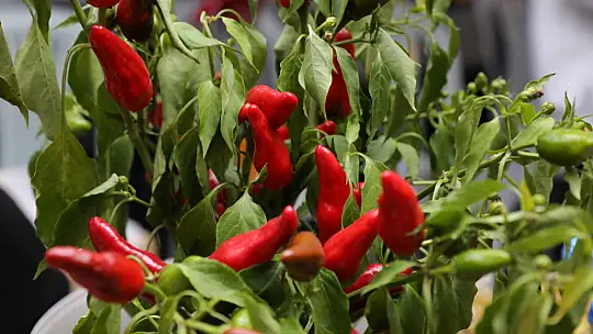Silivri'nin Kırmızı Biberleri Şenlikle Taçlandı