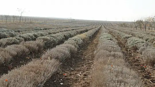 Silivri Belediyesi TÜRAM'da Lavanta Çelik Alımları Başladı!