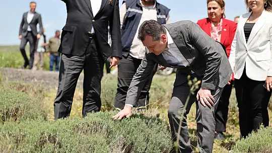 Başkan Balcıoğlu, lavanta üretimini yerinde inceledi