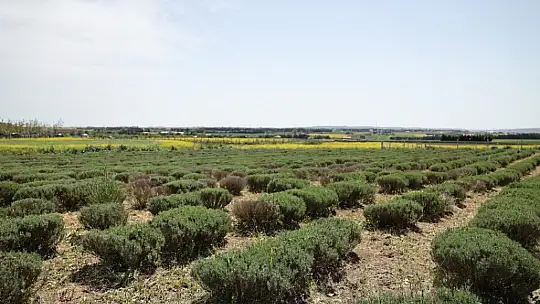 Başkan Balcıoğlu, lavanta üretimini yerinde inceledi