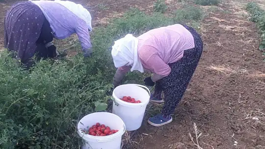 Silivri Belediyesi, kışlık fide ekimlerine başladı