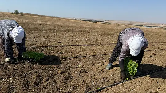 Silivri Belediyesi, kışlık fide ekimlerine başladı