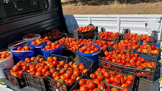 Silivri Belediyesi, kışlık fide ekimlerine başladı