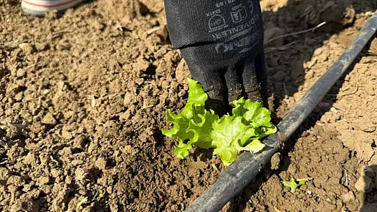 Silivri Belediyesi, kışlık fide ekimlerine başladı
