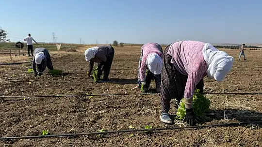 Silivri Belediyesi, kışlık fide ekimlerine başladı