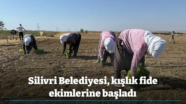 Silivri Belediyesi, kışlık fide ekimlerine başladı